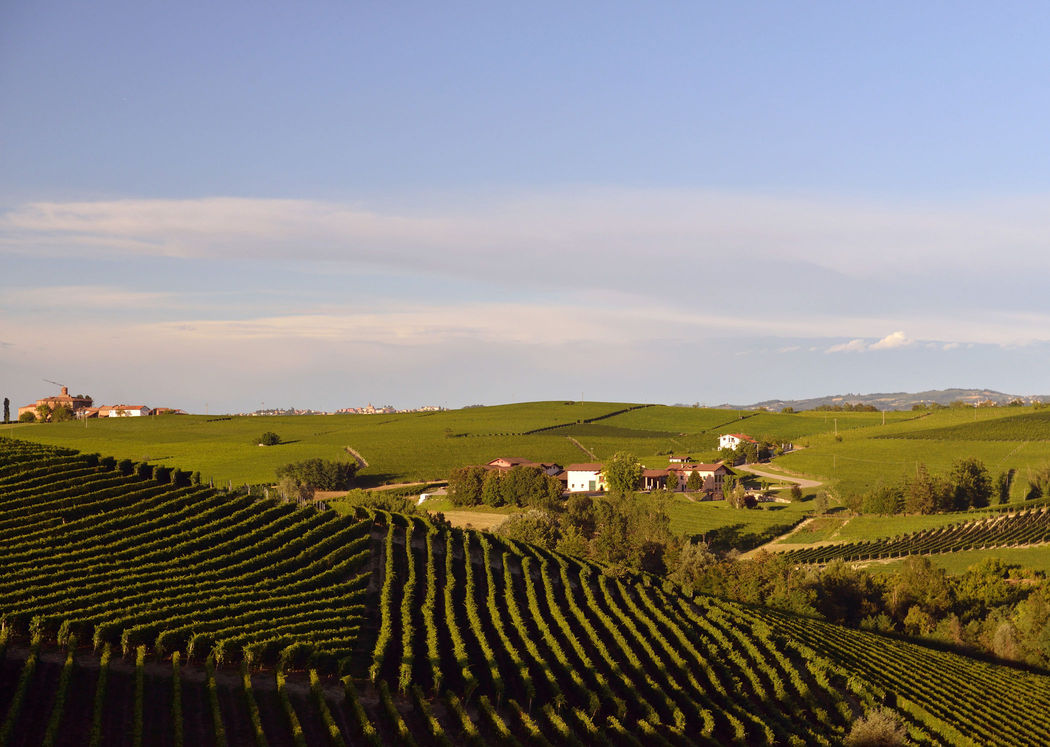 Winnica San Silvestro