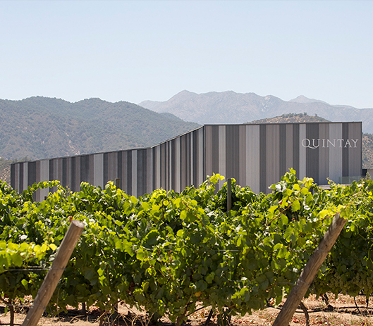 Vina Quintay winnica