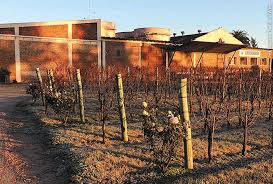 Producent win Toscanini Wines – winnica Juan Toscanini e Hijos z Urugwaju