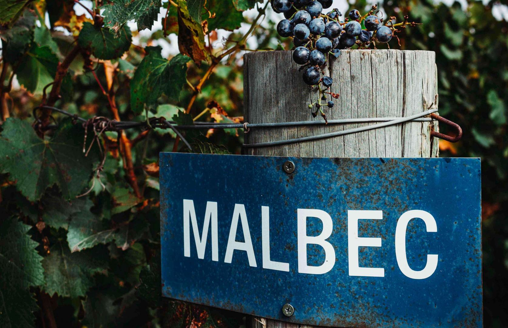 Malbec – czarne wino z Cahors