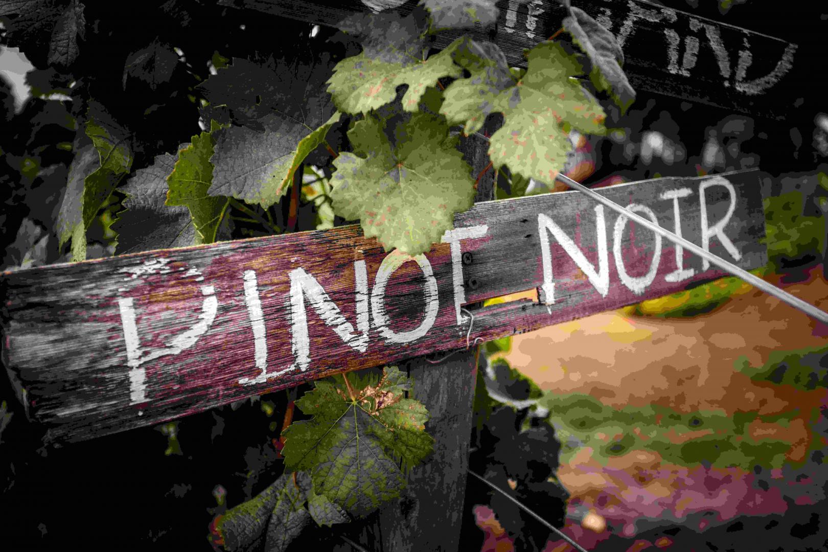 Pinot Noir – wino nagrodzone Oscarem