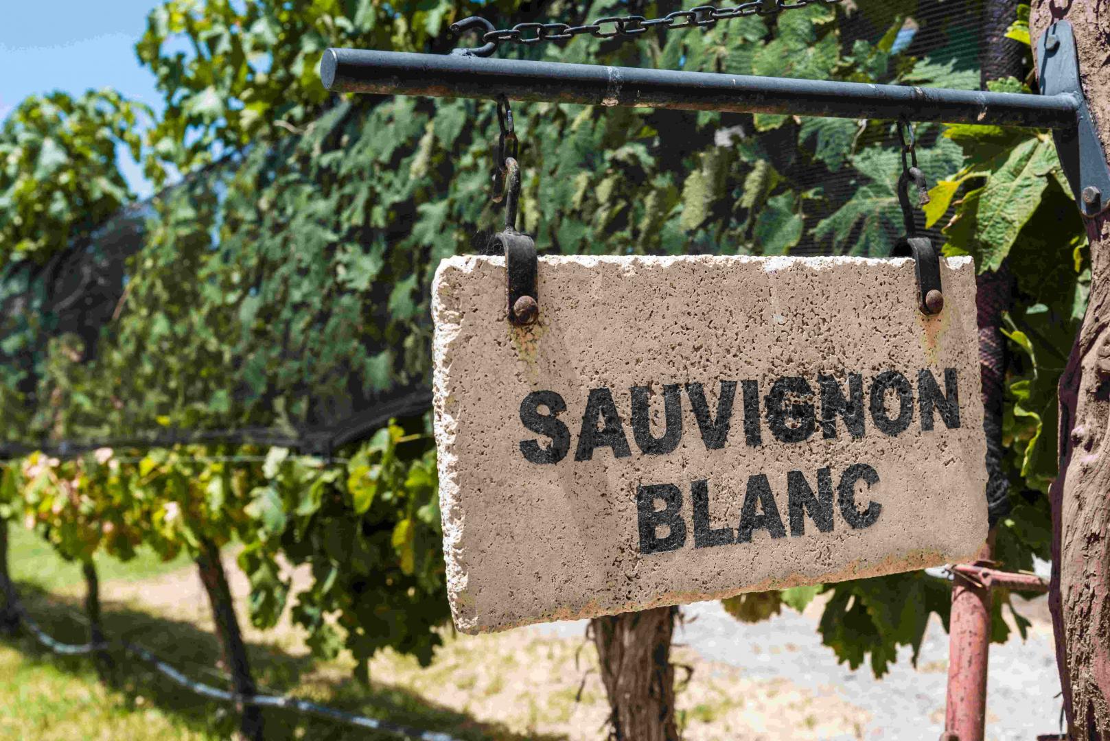 Sauvignon blanc – wino o aromacie zieleni
