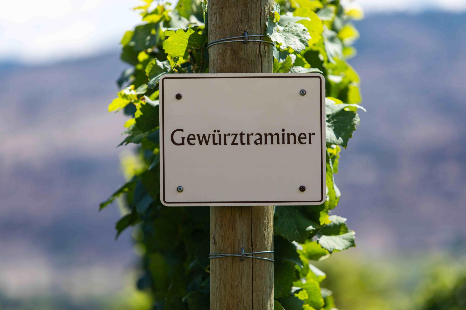 Gewürztraminer -Alzackie wino z niemieckim rodowodem