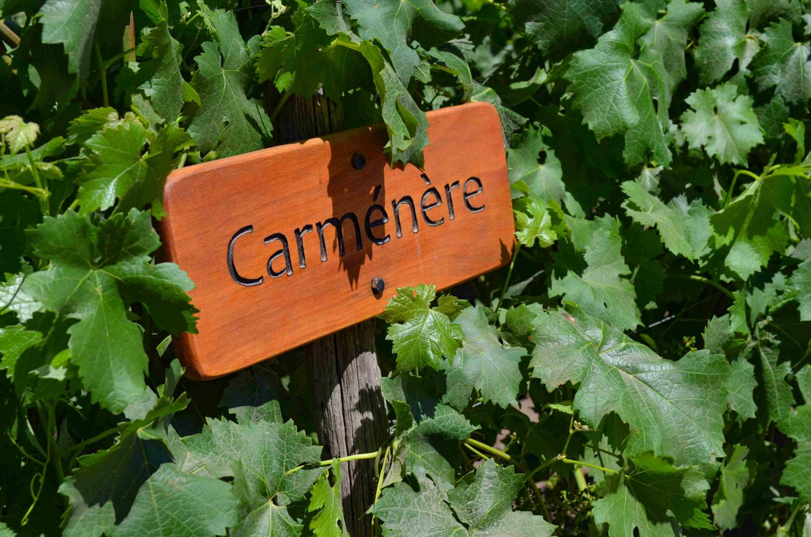 Chilijski merlot – Carménère