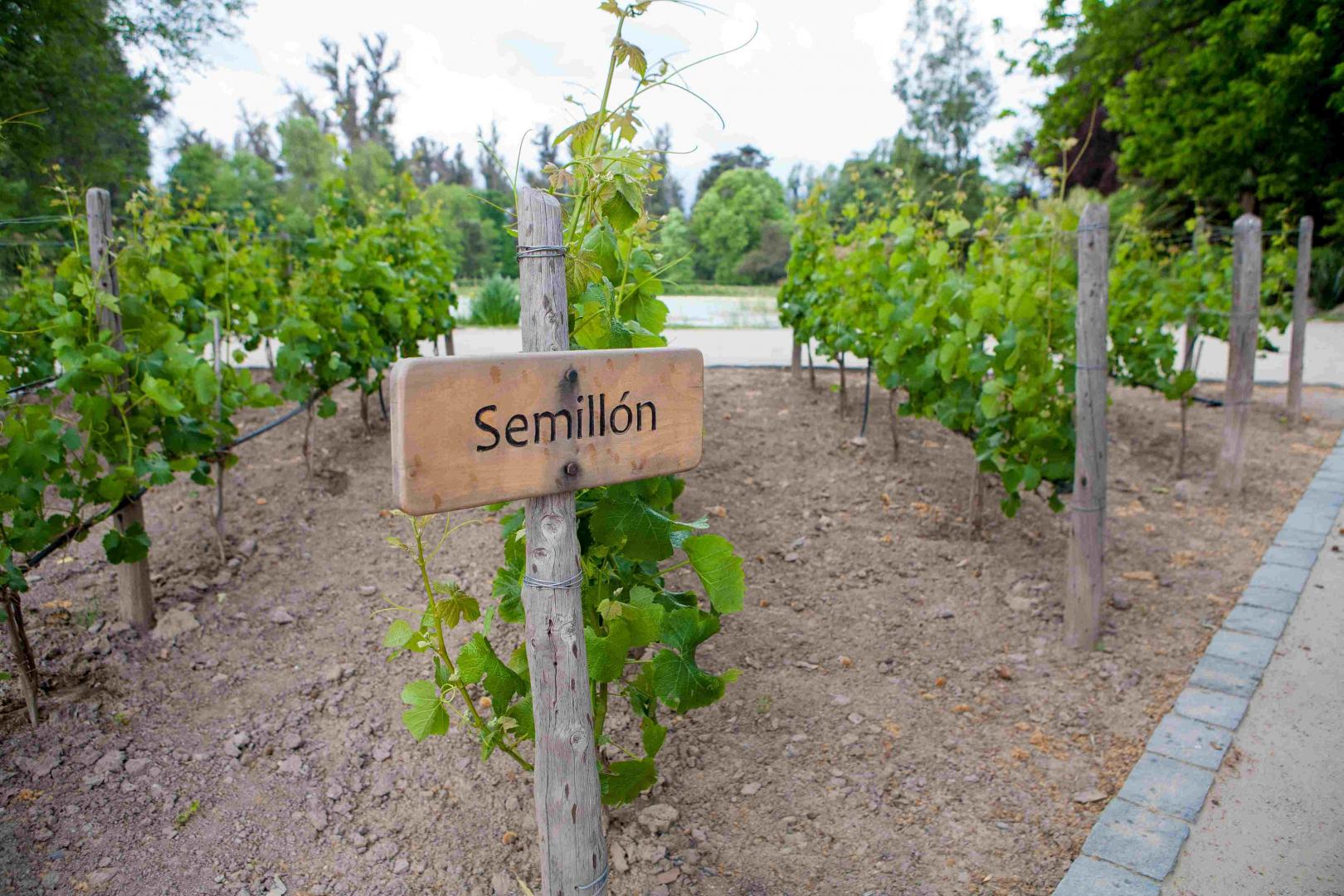 Sémillon