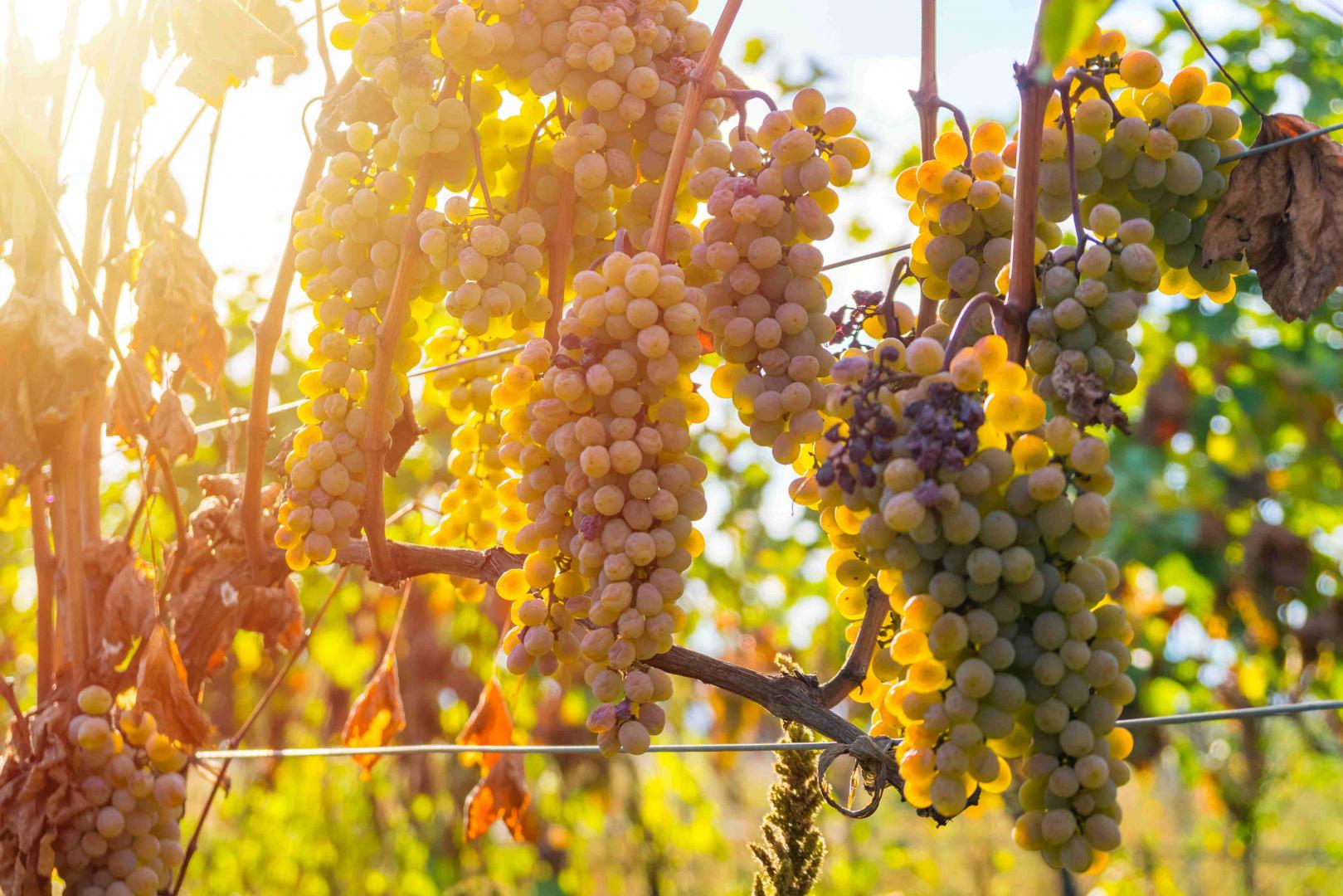 Rkatsiteli – prastary szczep gruzji