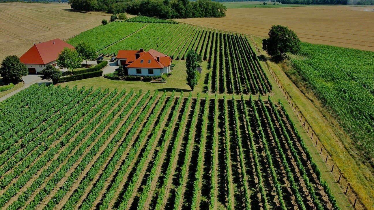 Winnica Adoria w Zachowicach – winnice na Dolnym Śląsku widziane z lotu ptaka