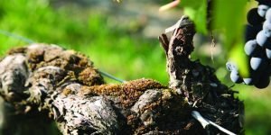 Producta Vignobles