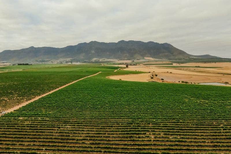 Riebeek Valley Wine Co.