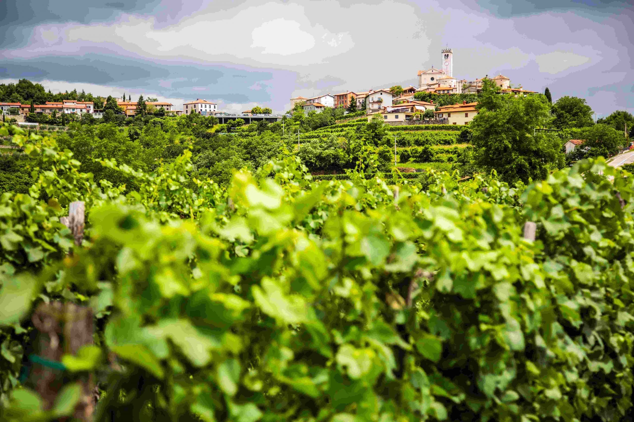 Vinska Klet „Goriška Brda”