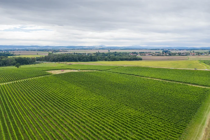 Winnica Silesian