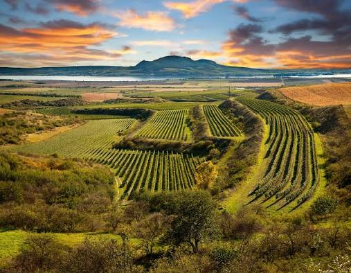 Wino Pálava z Moraw – aromatyczne białe wino czeskie