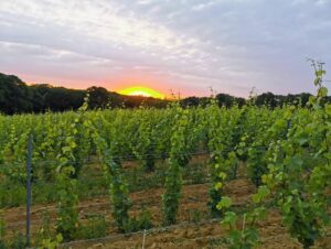 Winnica Malicki
